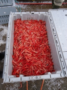 Chedabucto Bay Trap-caught Shrimp could benefit from a regional food distribution system.
